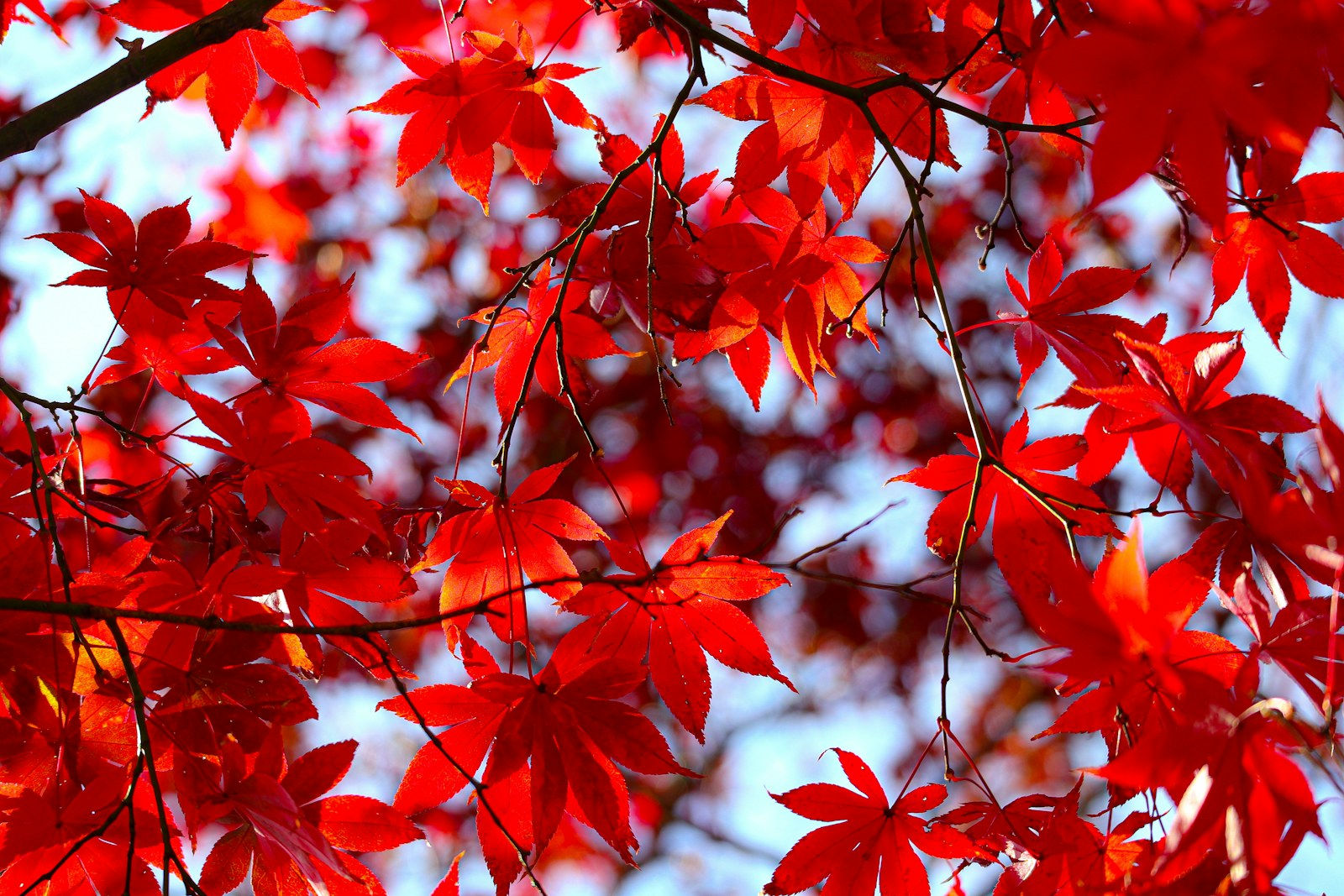 枝についた赤い葉、日本の紅葉を思わせる風景